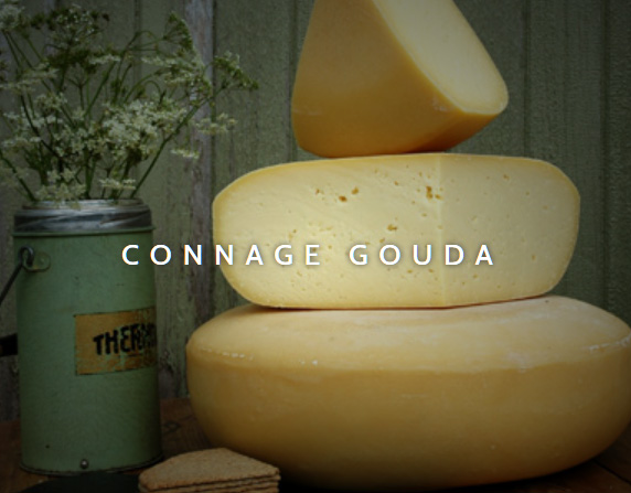 gouda